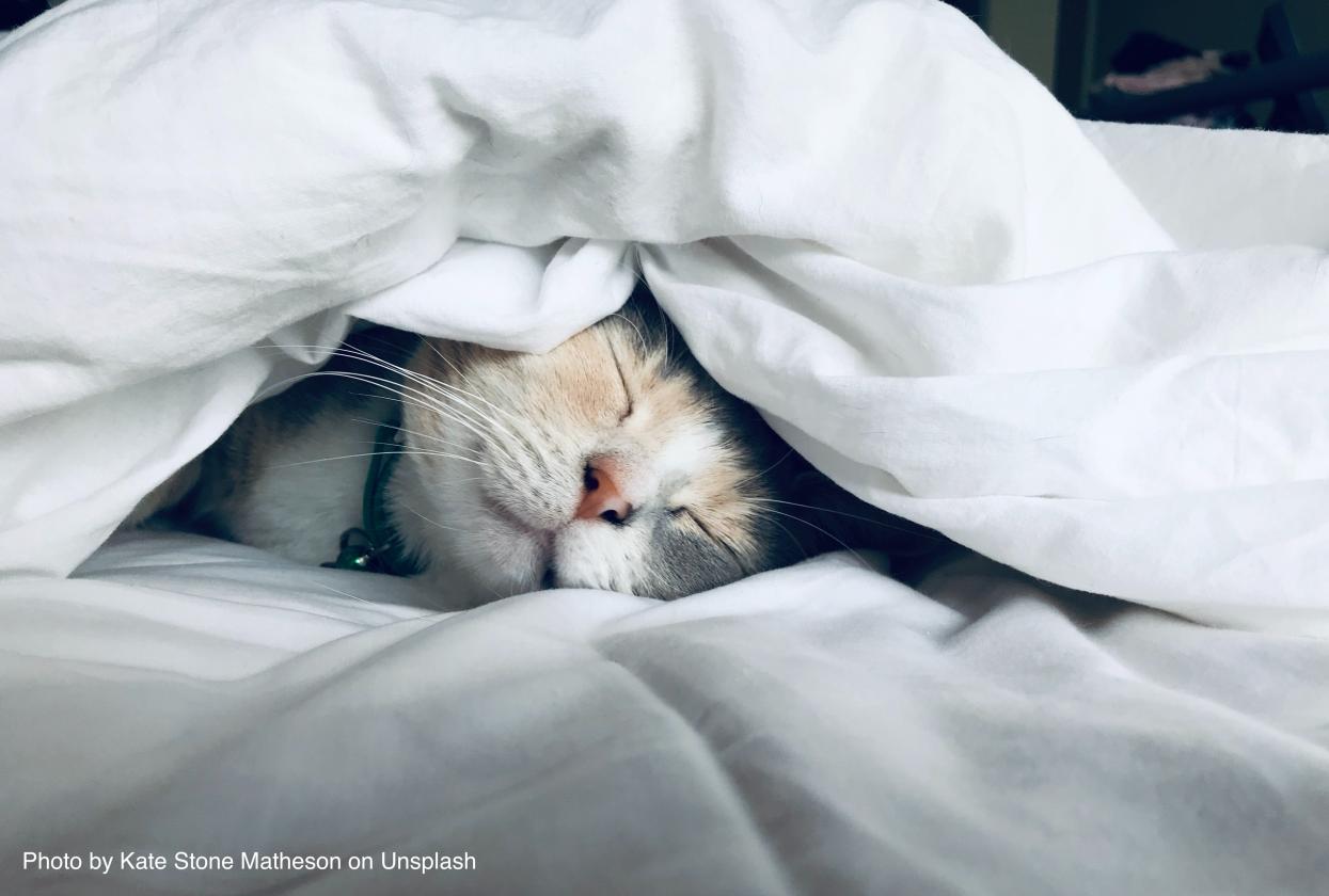 The Importance of Sleep & How to Get More of It. Cat Sleeping: Photo by Kate Stone Matheson on Unsplash